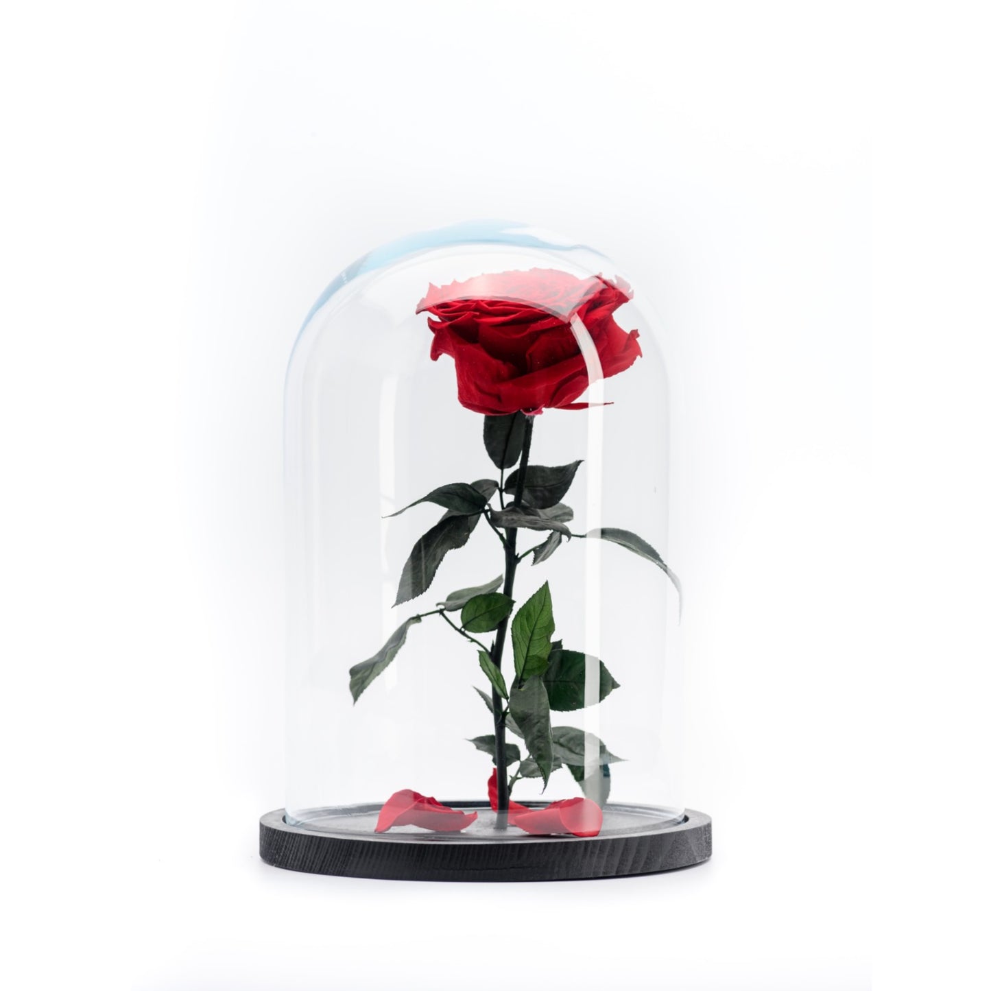 Beauty & the Beast Rose Big