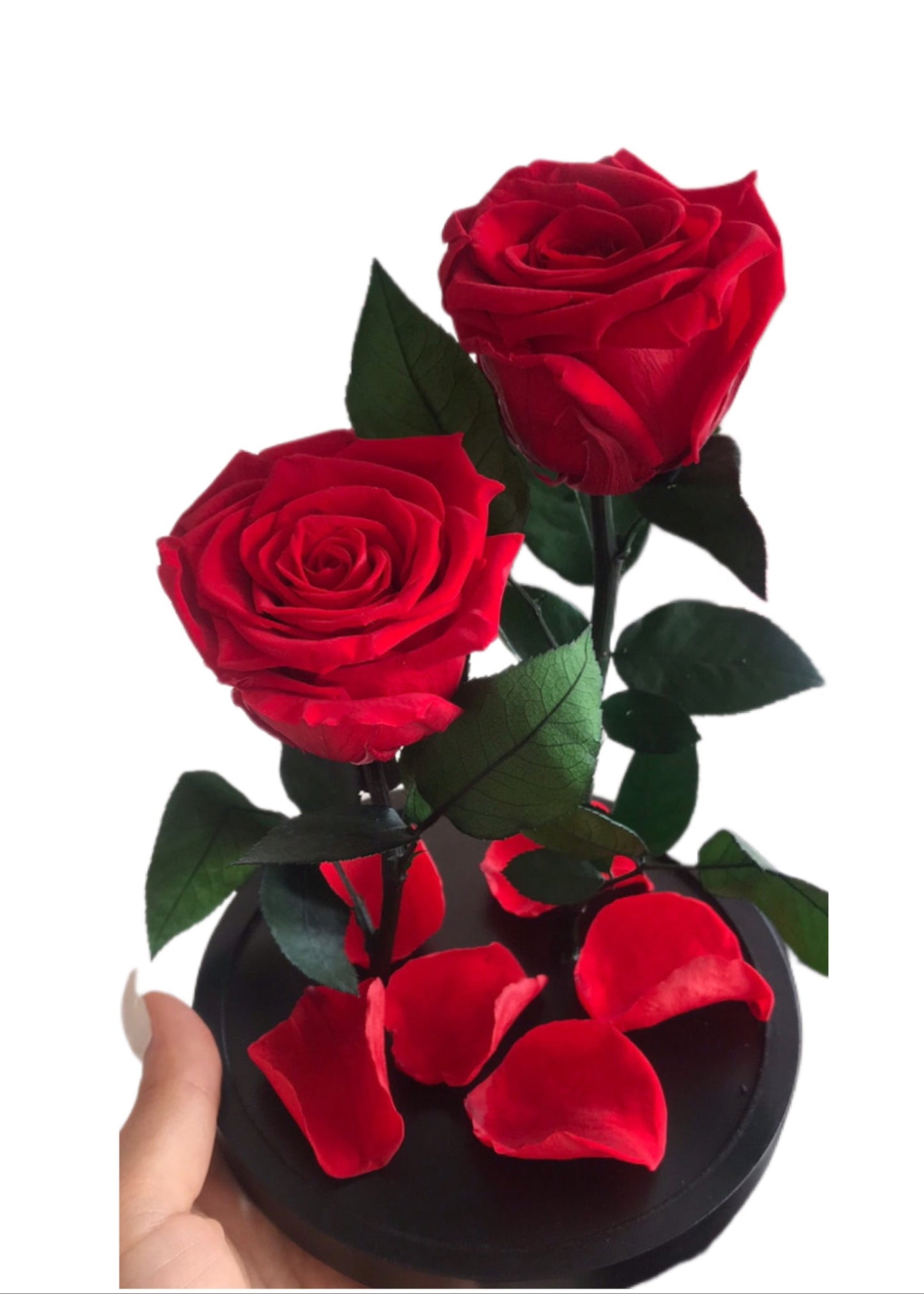 Beauty & the Beast Rose small