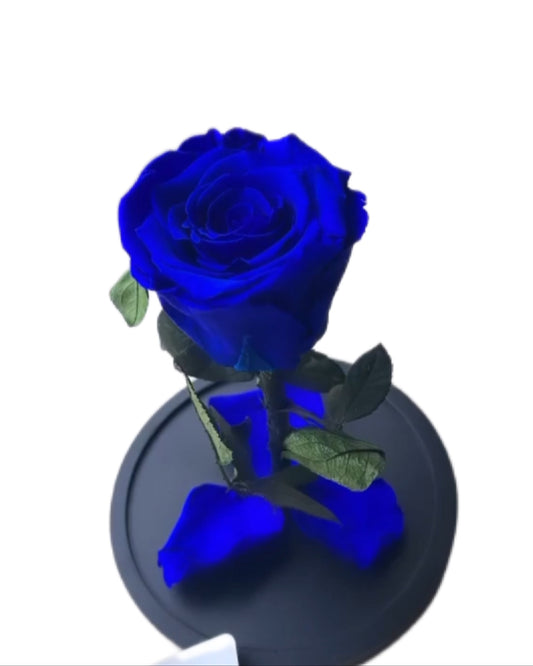 Beauty & the Beast Rose small